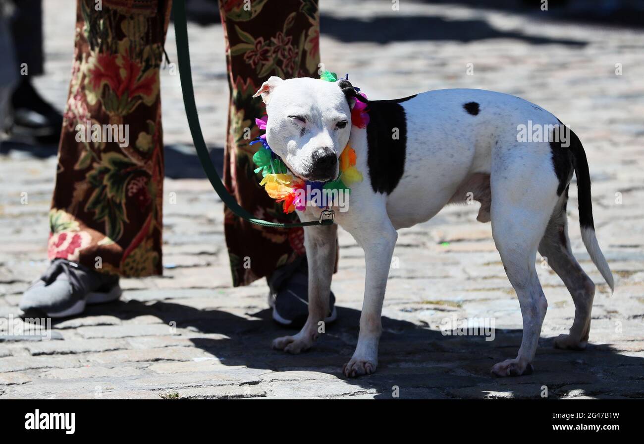 Un perro llamado Hector en una manifestación contra el odio y la división  organizada por Le Cheile en Smithfield Square, Dublín. Fecha de la foto:  Sábado 19 de junio de 2021. Le