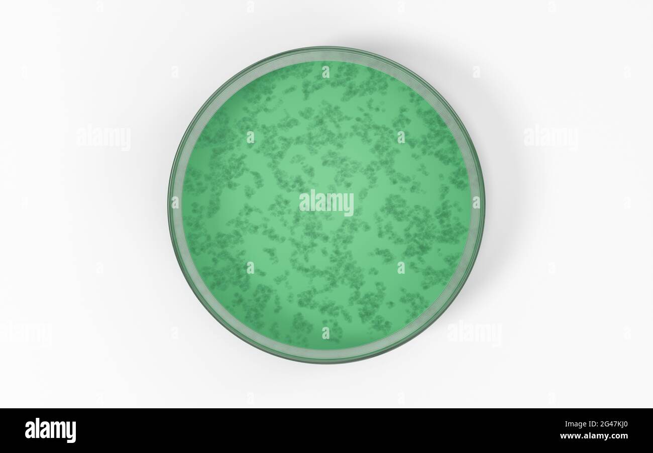 Los gérmenes en el plato petri, 3D Dibujo digital por ordenador Fotografía de stock - Alamy