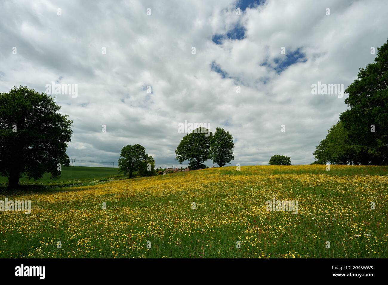 Agricultura Campo agrícola en el campo inglés con árboles, cielo azul y  pequeñas nubes y flores de prados amarillos Fotografía de stock - Alamy