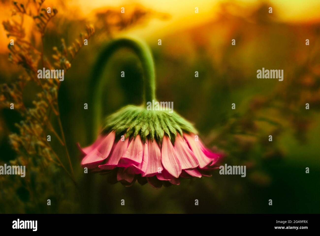 Las hermosas flores (Flor del Sol) Foto de stock