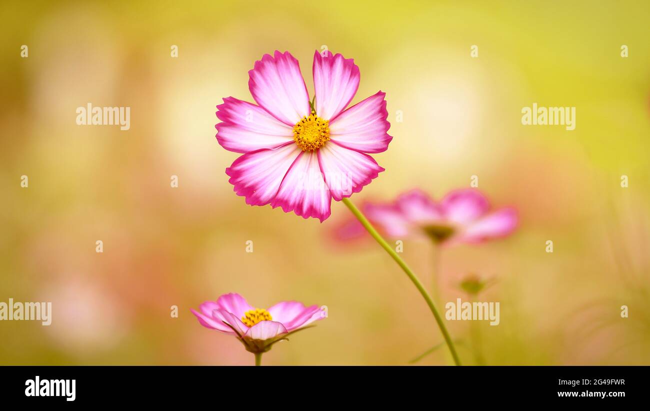 Las hermosas flores (Flor del Sol) Foto de stock