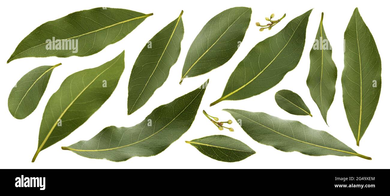 Hojas de laurel sobre fondo blanco fotografías e imágenes de alta resolución Página 2 Alamy