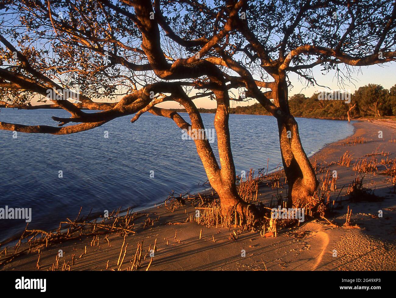 AMBIENTE DE AGUAS TRANQUILAS Y UNA PLAYA EN LA HERMOSA ISLA STRADBROKE, QUEENSLAND, AUSTRALIA. Foto de stock