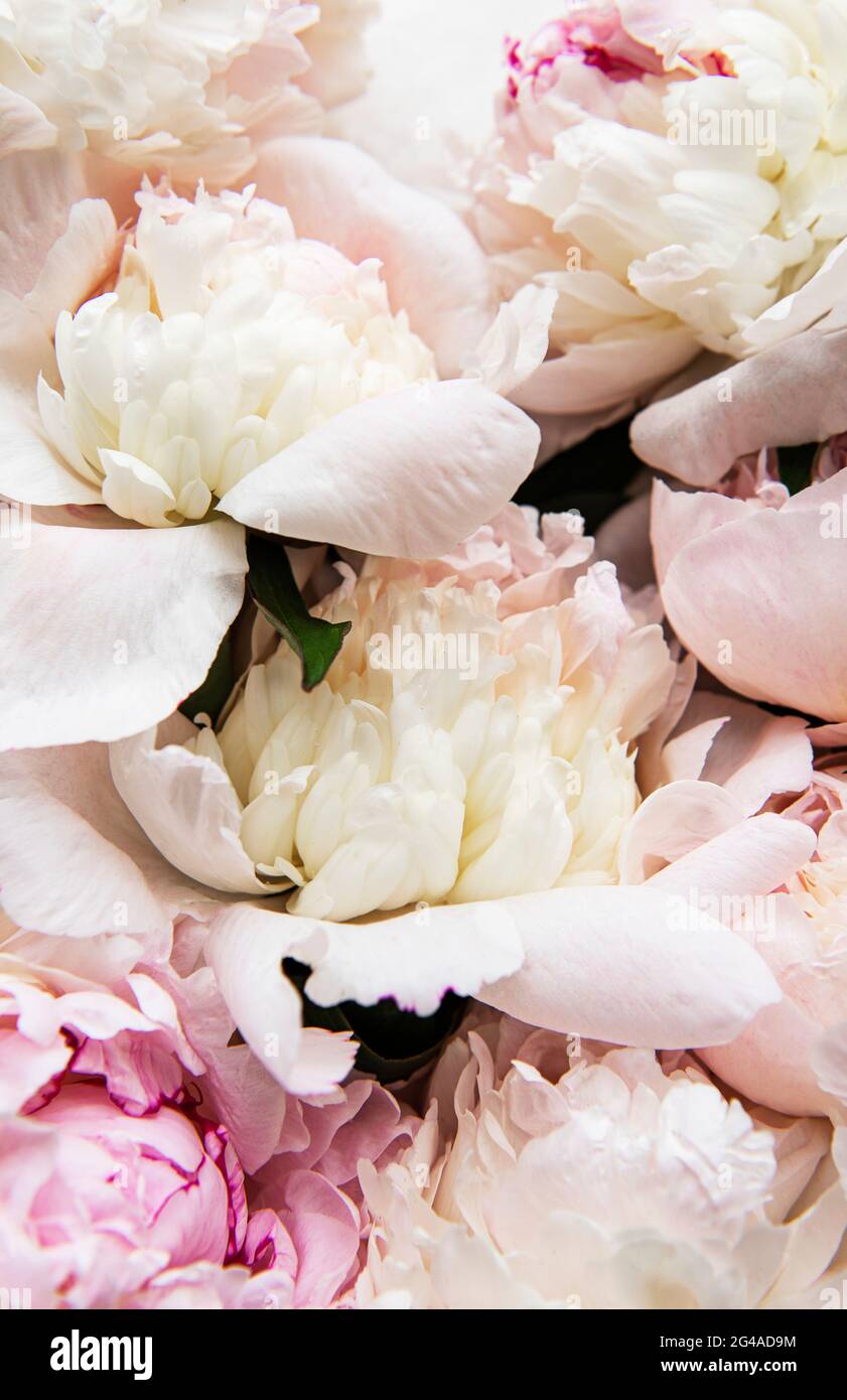 Flores de peonía rosa claro como fondo natural Fotografía de stock - Alamy