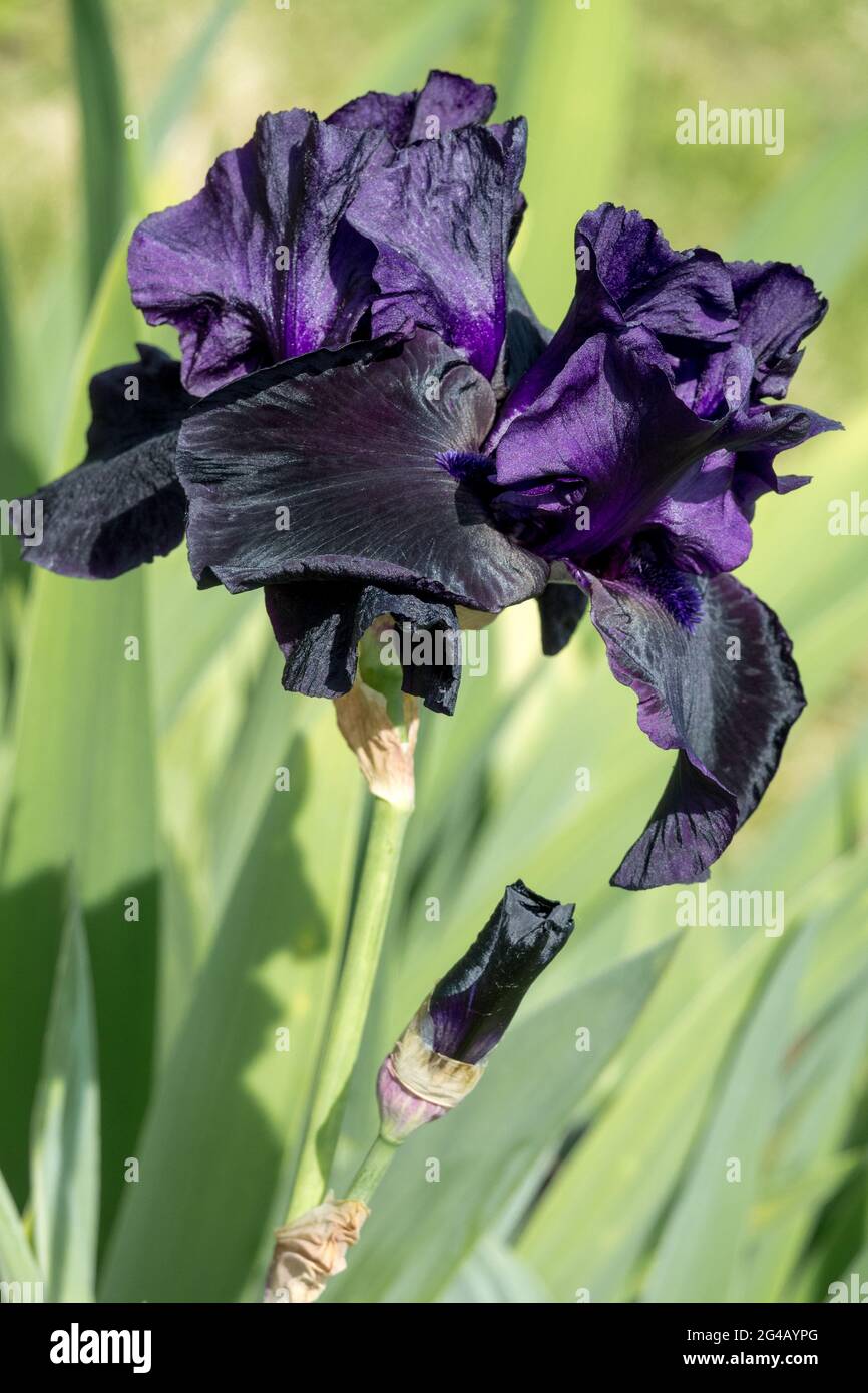 Flor alta de iris con barba Iris 'Negro Madonna' flor negra cae Fotografía de stock - Alamy Flor alta de iris con barba Iris 'Negro Madonna' flor negra cae Fotografía de stock - Alamy