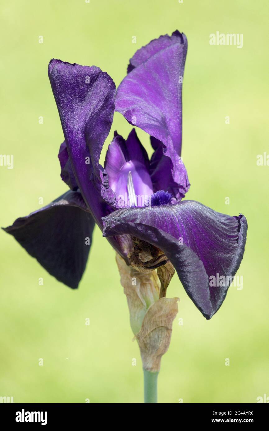 Iris flor azul con barba alta 'Licorice Stick' Foto de stock