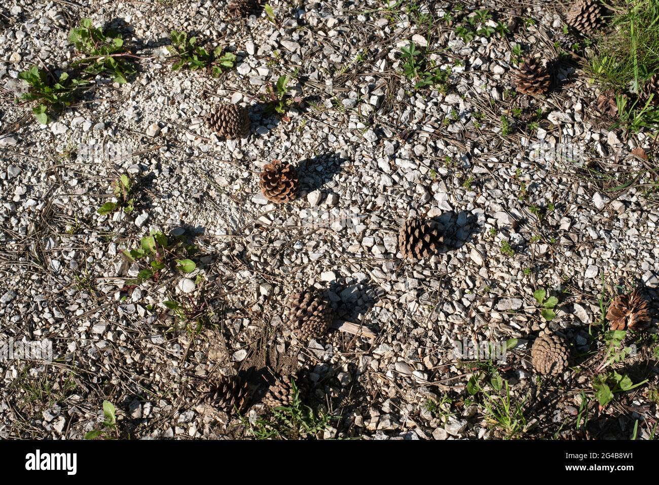 conos de pino caído bajo la luz del sol en un suelo con grava de piedra caliza Foto de stock