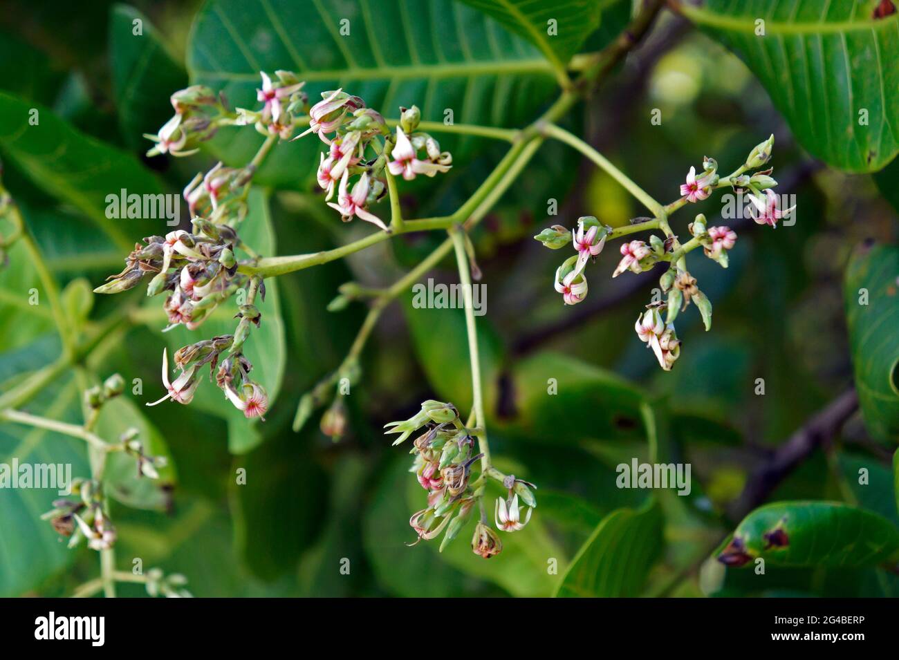 Hojas de anacardo fotografías e imágenes de alta resolución Alamy