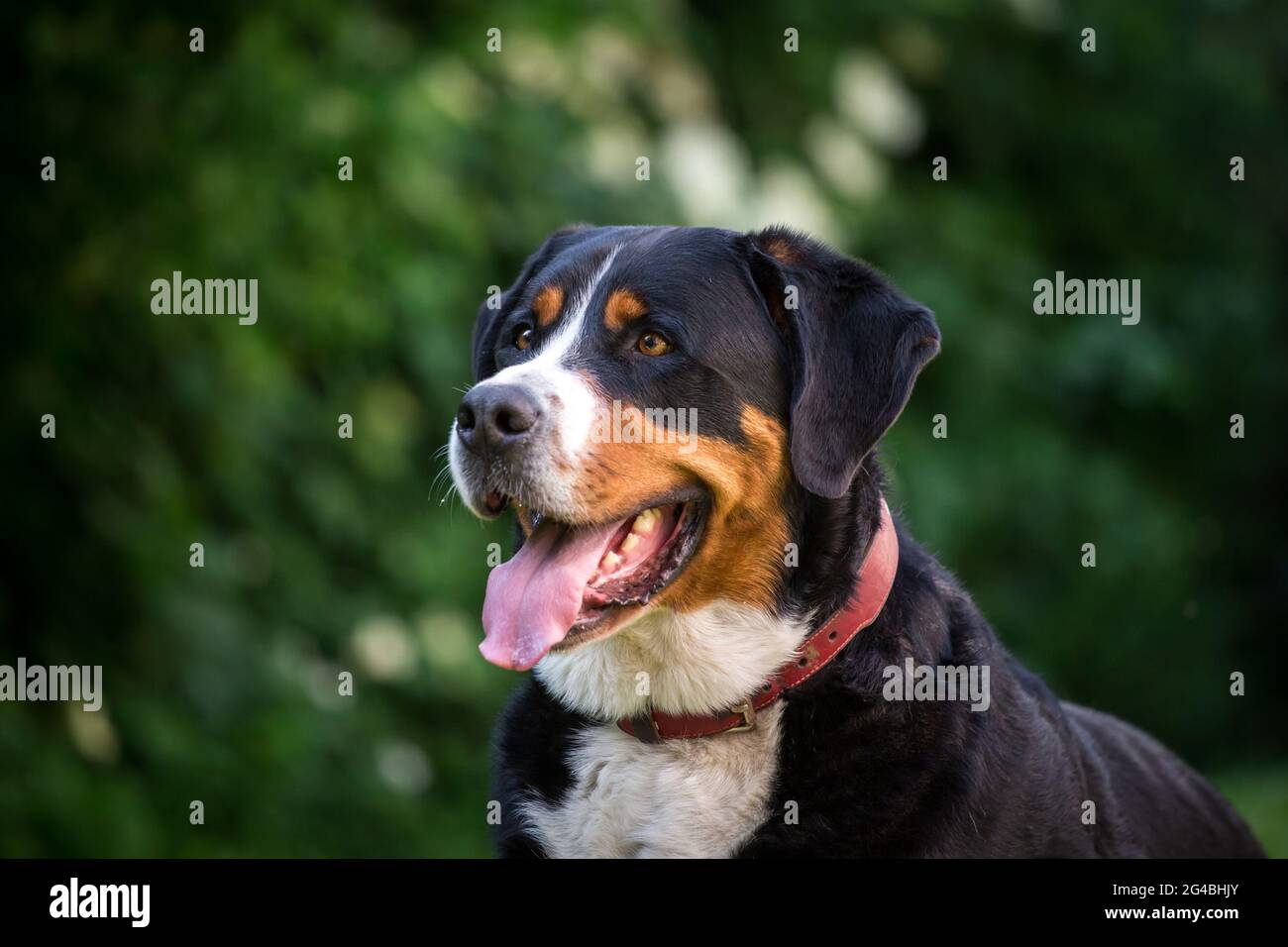 Gran Boyero Suizo Foto de stock