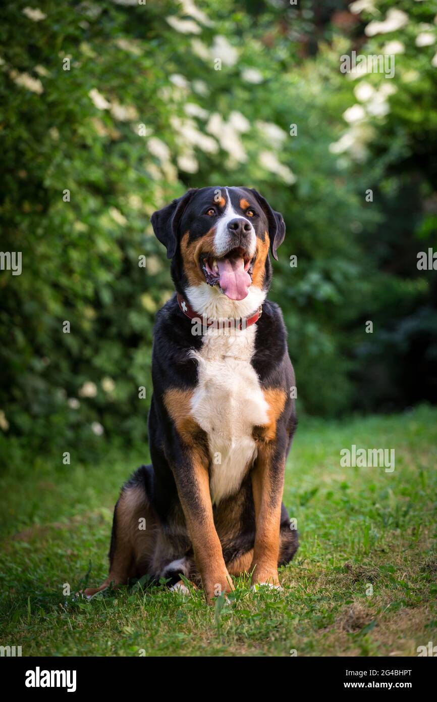 Gran Boyero Suizo Foto de stock