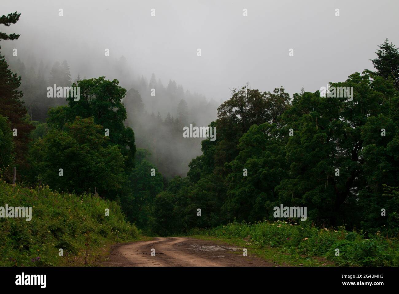 Lejos sobre las Montañas Misty y el bosque Foto de stock