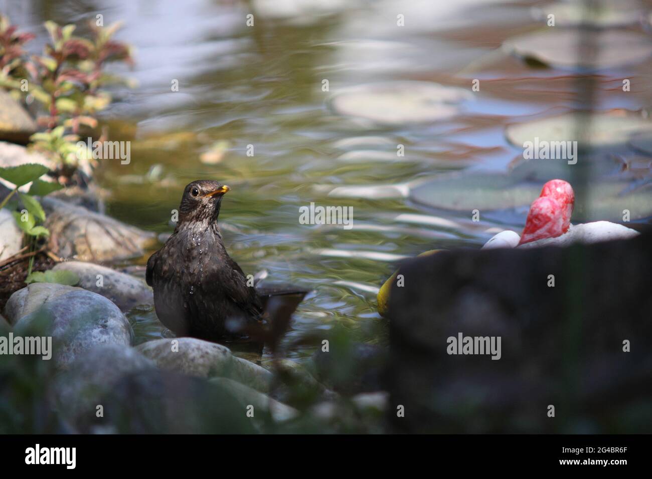 Baño de aves negras juveniles en estanque de jardín, Turdus merula, Alemania Foto de stock