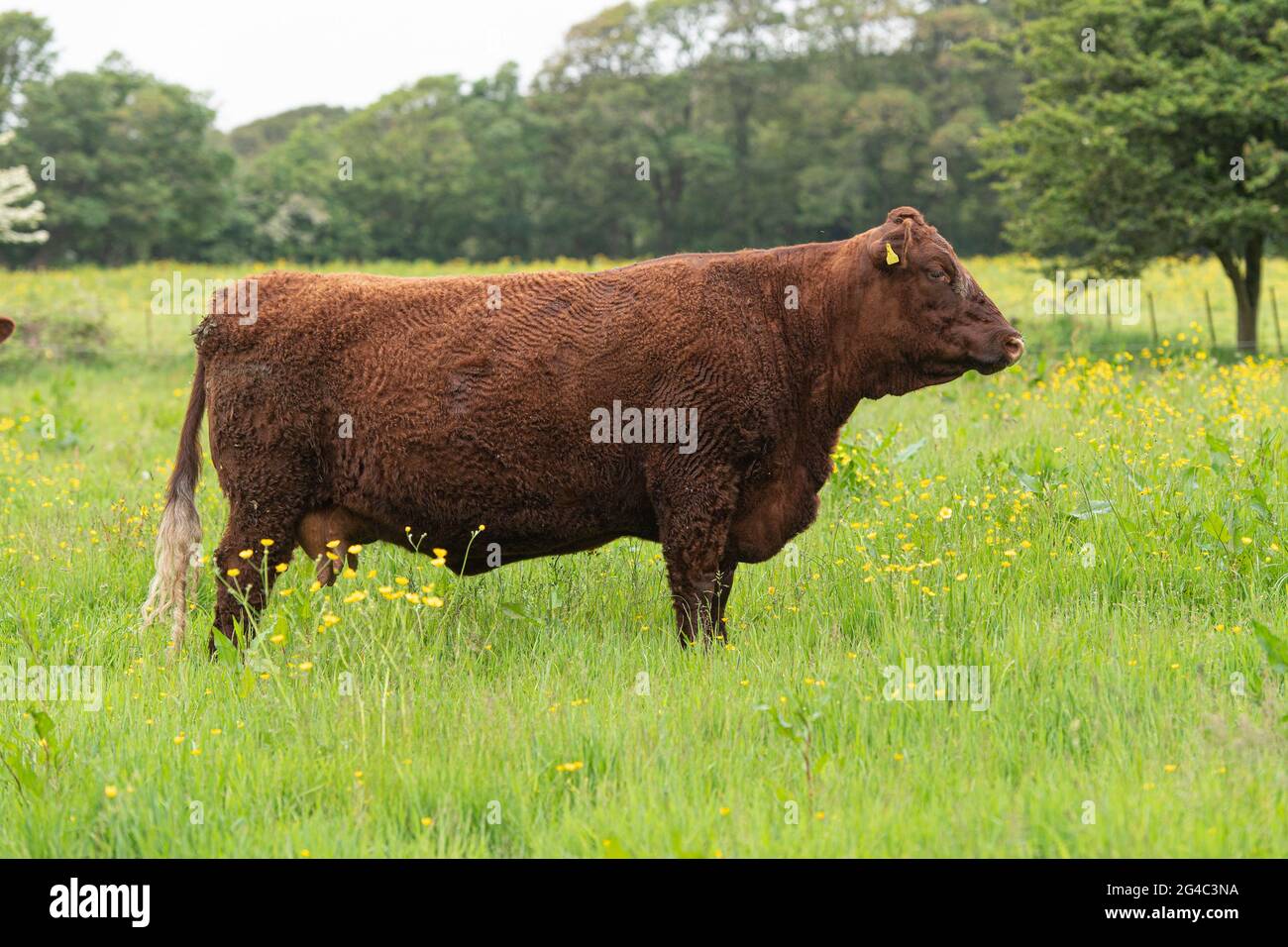 Campeón Ruby Devon Cow en un campo Foto de stock