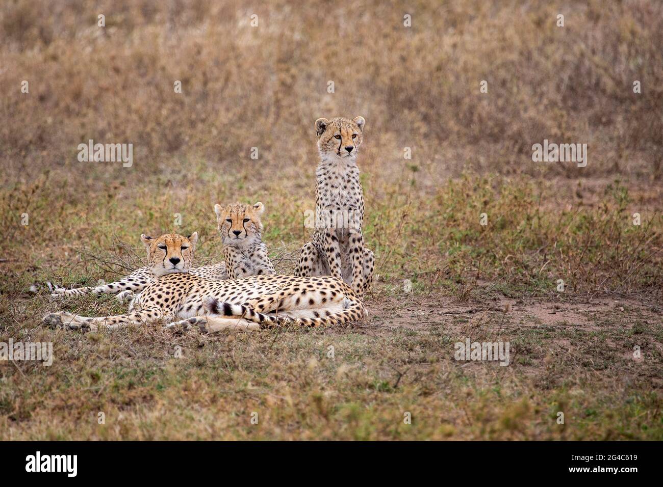 Cheetah y los cachorros en Serengeti, Tanzania, África Foto de stock