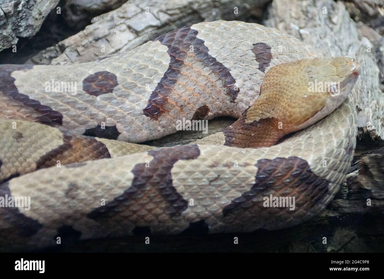 Primer plano de los hermosos patrones de una Copperhead del Norte, una serpiente venenosa de los Estados Unidos de América Central y Oriental Foto de stock