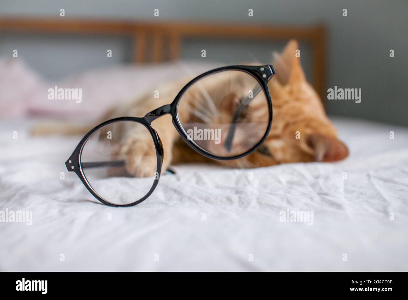 gracioso gato gordo jengibre miente en la cama y juega con gafas en marcos negros. Comienzo de un nuevo año escolar Foto de stock