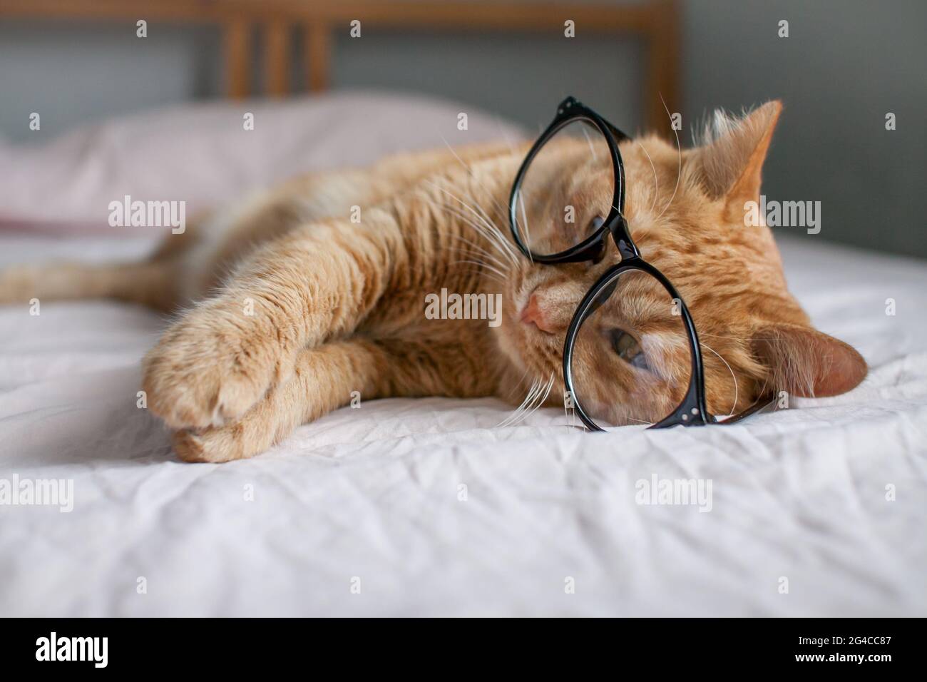gracioso gato gordo jengibre miente en la cama y juega con gafas en marcos negros. Comienzo de un nuevo año escolar Foto de stock