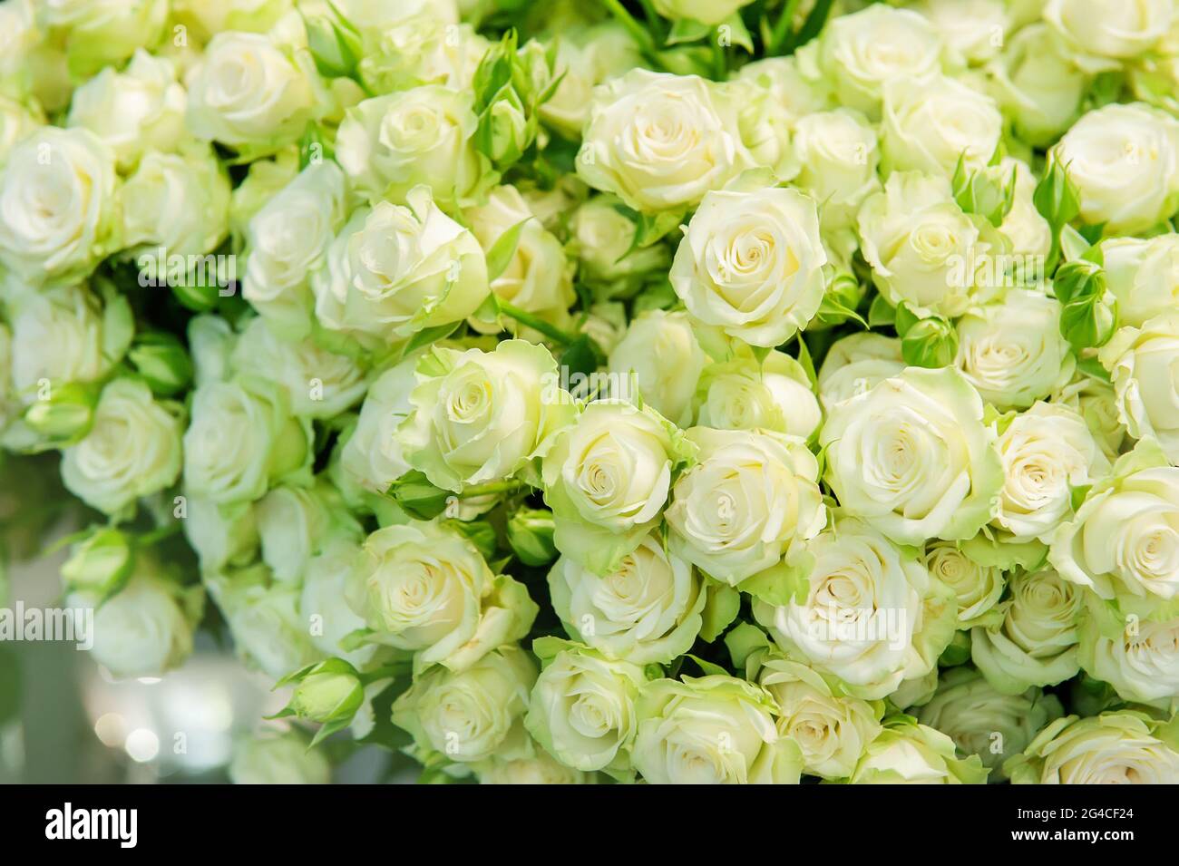 Rosas verdes de cerca. Ramo grande de rosas verdes delicadas. Fondo natural  de rosas verdes Fotografía de stock - Alamy