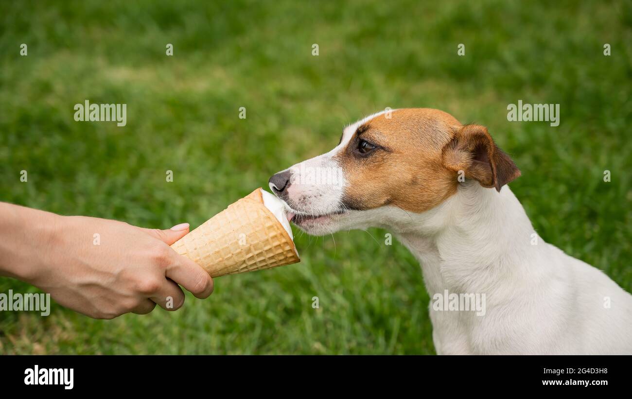 Jack Russell Terrier Perro Comiendo Helado Cono En El Cesped Verde Fotografia De Stock Alamy