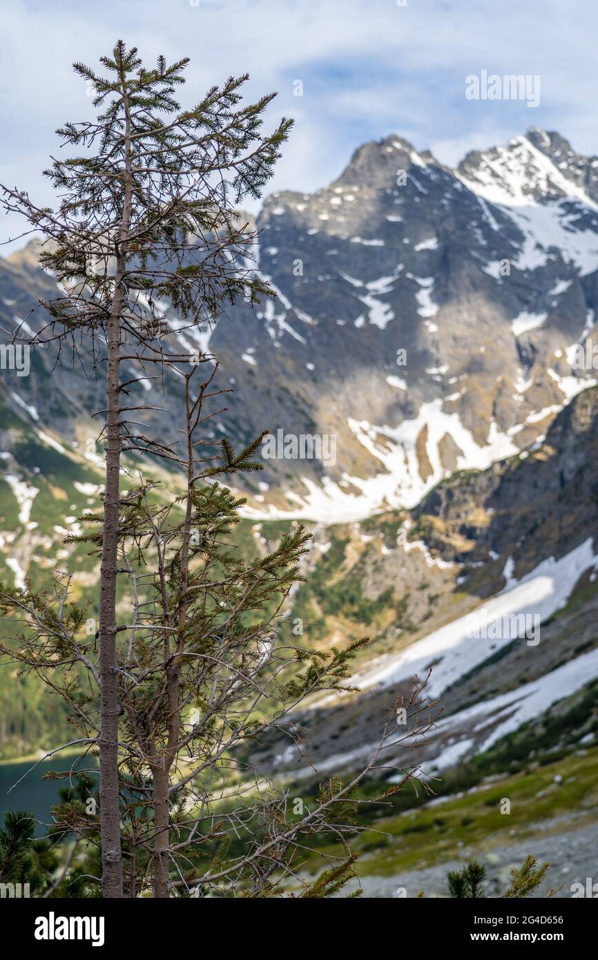 Pino en las montañas Tatra Foto de stock
