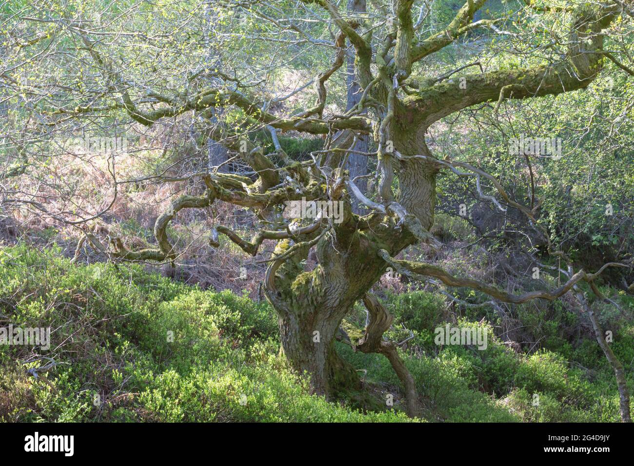 Torcido antiguo roble en un bosque en primavera, con nuevas hojas y musgo verde brillante en los troncos y ramas de los árboles. Foto de stock