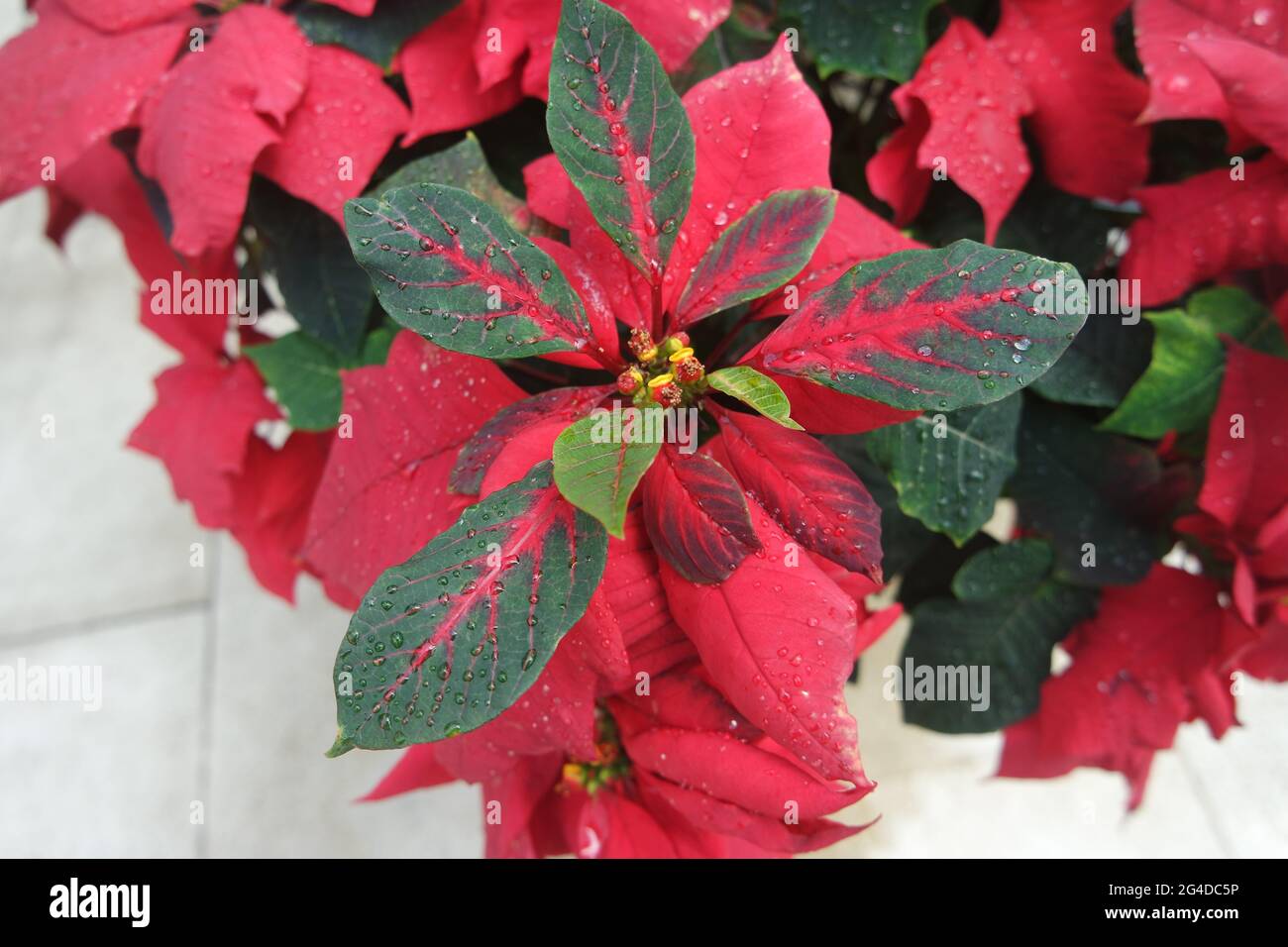 Flores rojas de flor Euforbia pulcherrima Estrella de Navidad Foto de stock