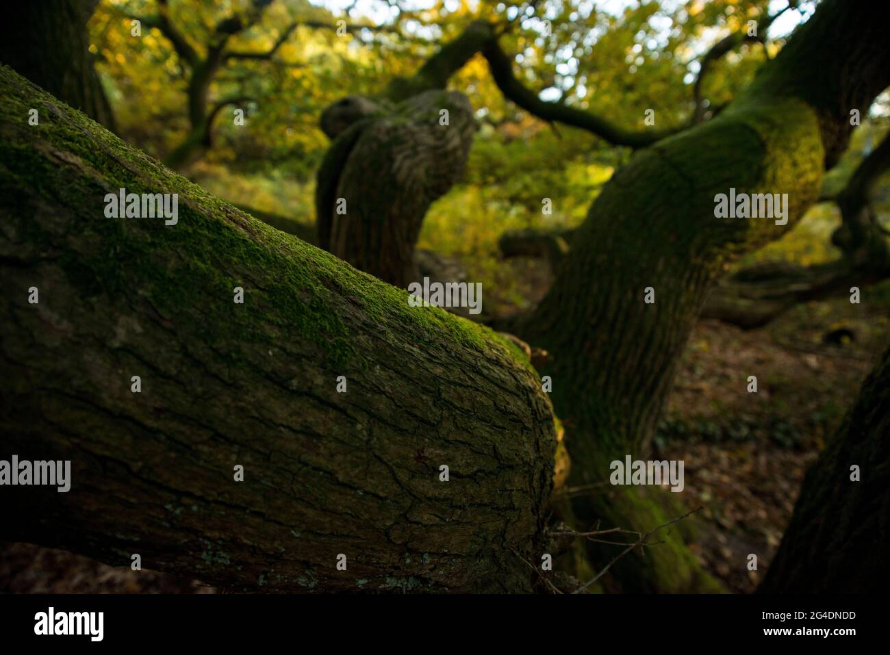 Kratteichen, Eichen, Quercus, Qaks Foto de stock