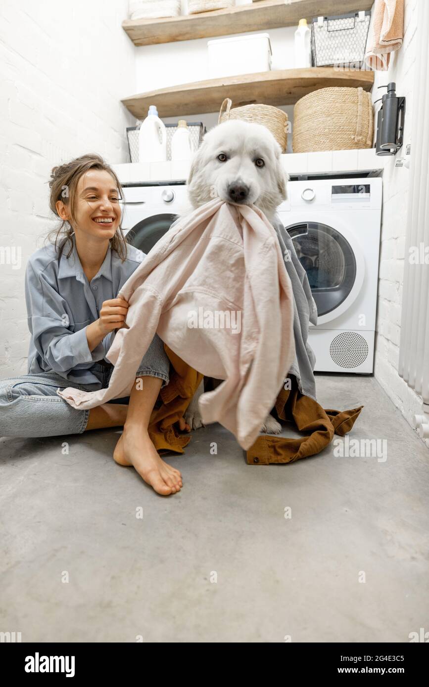 poses de perro pedigrí en la lavandería con lavadora y pila de ropa sucia  en la cesta. interior de la habitación doméstica. pared blanca. plancha  para planchar ropa limpia 8866360 Foto de