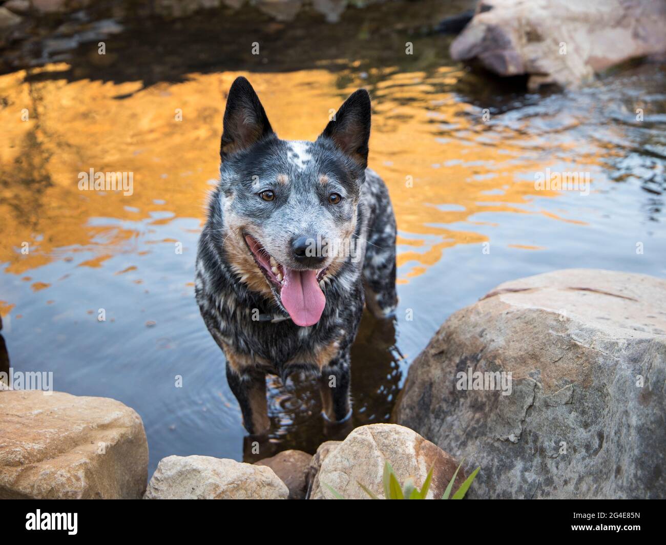 Un joven perro de ganado australiano (Blue Heeler) de pie en el río frente a la cámara con la boca abierta Foto de stock