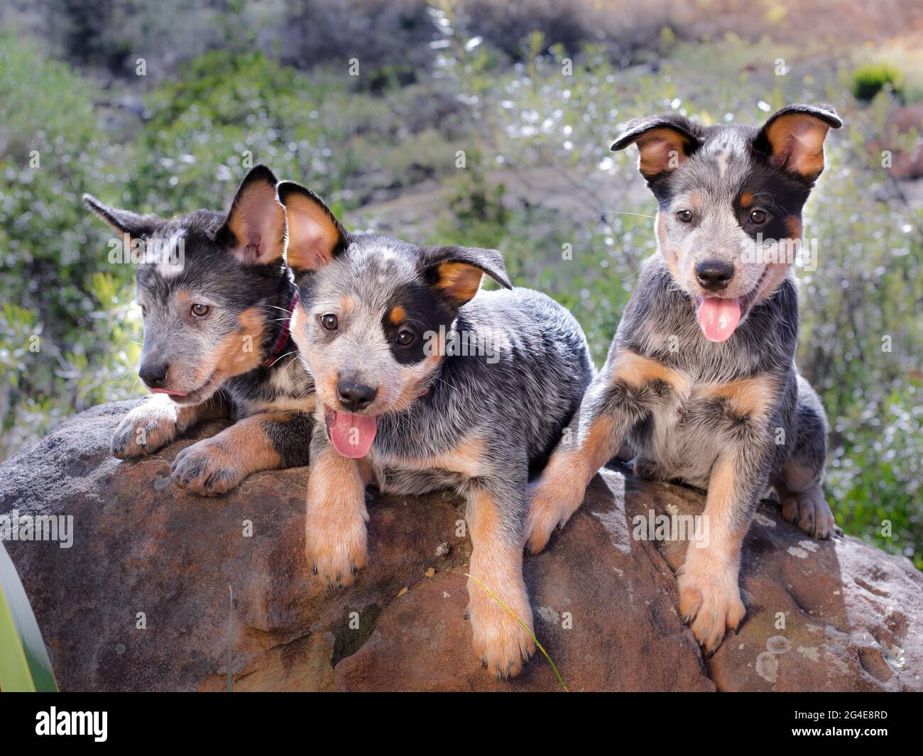 Razas de perros australianos fotografías e imágenes de alta resolución -  Alamy