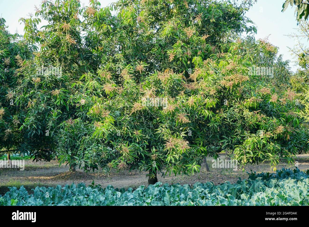Mangifera indica, comúnmente conocida como mango, una especie de planta florida - con flor en el campo agrícola rural de bengala occidental, India. Foto de stock