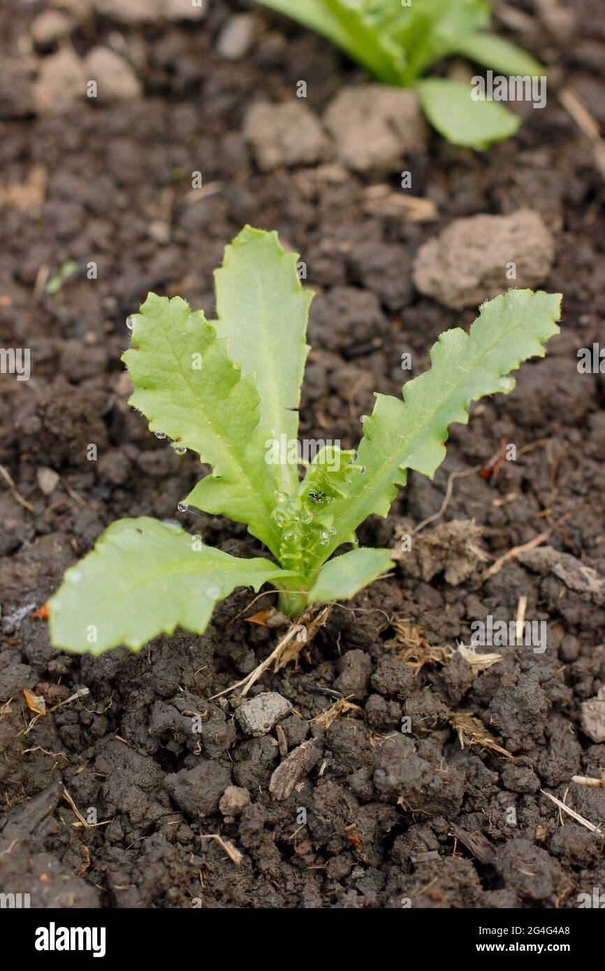 Papaver rhoeas 'Shirley Poppy'. Plantas de adormidera Shirley sembradas directamente en un parche de flores. REINO UNIDO Foto de stock