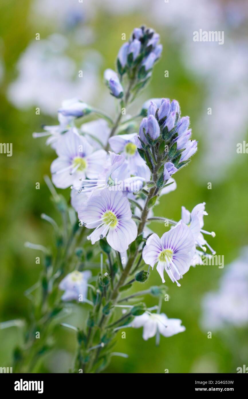 Verónica gentianoides. Genciana rápidamente mostrando características de color azul pálido flores espigas. REINO UNIDO Foto de stock