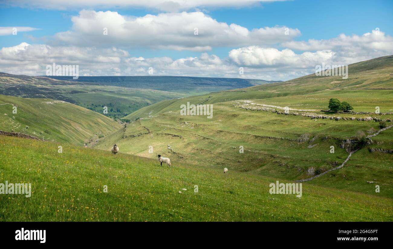 Impresionante paisaje de Yorkshire Dales de Pen-y-gante Gill Beck mirando hacia Halton Gill en Littondale con ovejas y buttercups en primer plano, Reino Unido Foto de stock