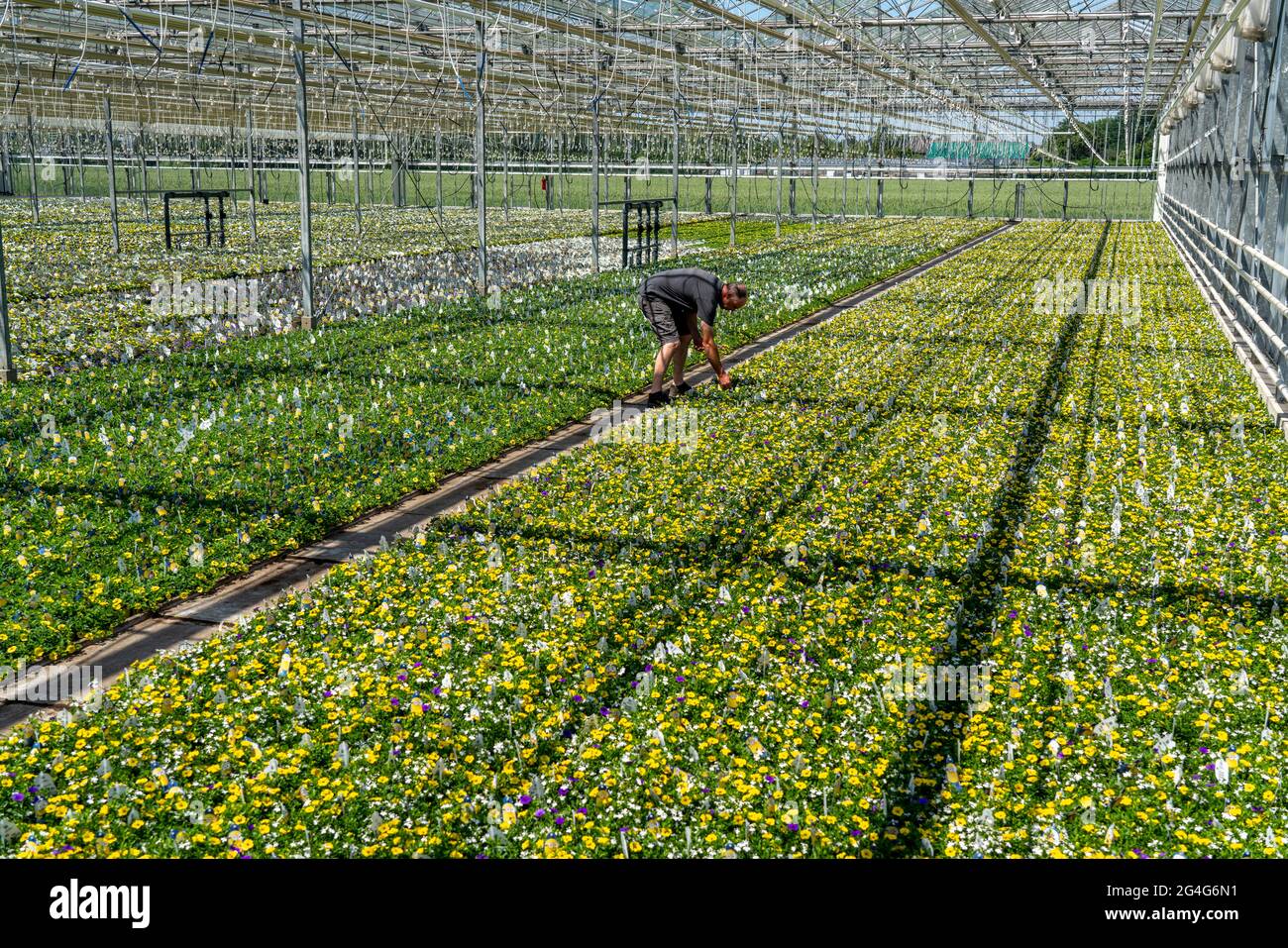 Negocios hortícolas, invernaderos, varios tipos de plantas de macetas  crecen aquí para ser vendidos en el comercio de flores, supermercados,  tiendas de bricolaje, mercados de jardín, NR Fotografía de stock - Alamy