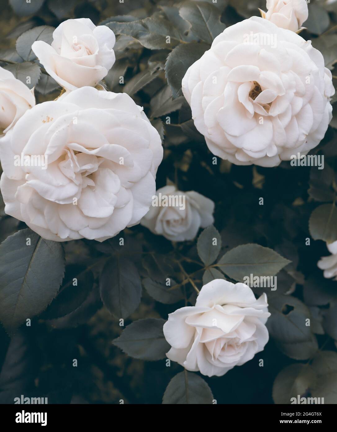 Hermoso y delicado fondo de flores blancas para un concepto de banner  elegante Fotografía de stock - Alamy