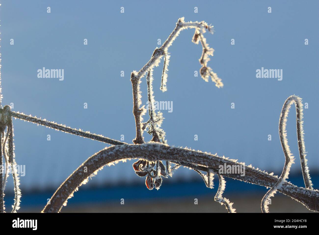 Hermosa imagen de vid marchitada cubierta de cristales de hielo Foto de stock