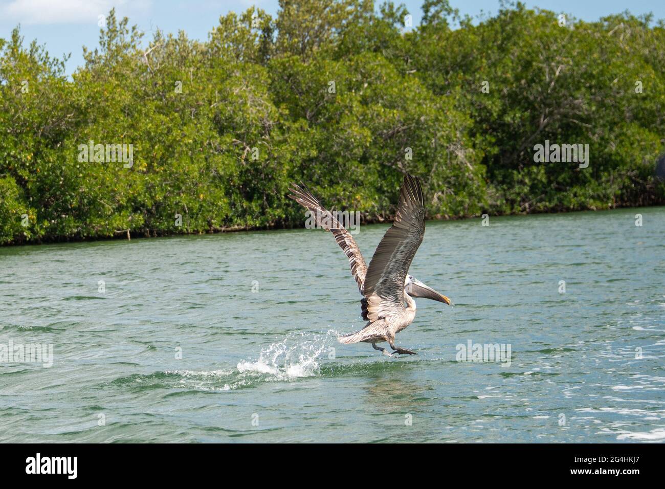 Pesca de aves pelícanos en el río Zaza, Cuba Foto de stock