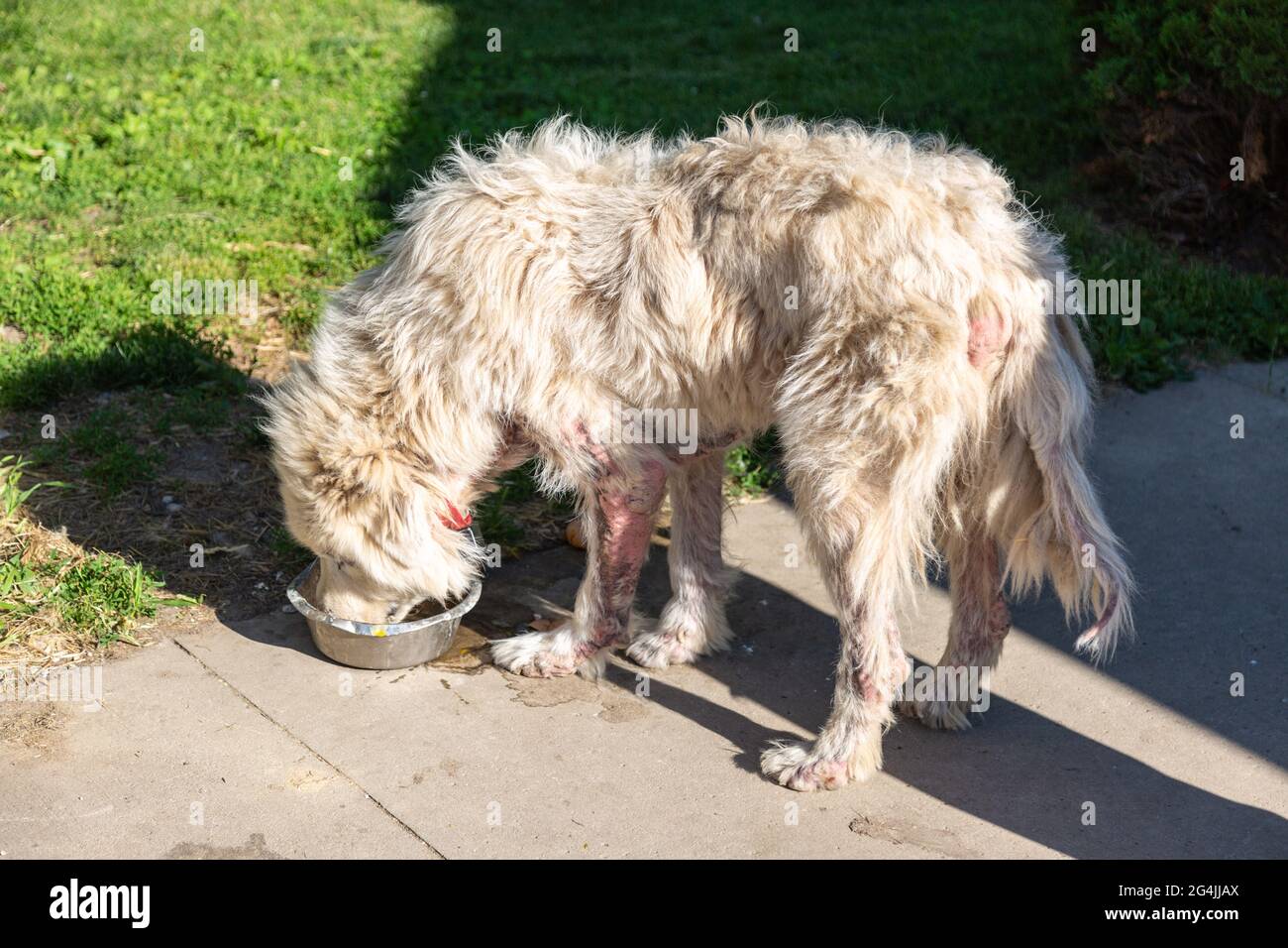 Este perro hambriento de los Grandes Pirineos está sufriendo una enfermedad de la piel. Foto de stock