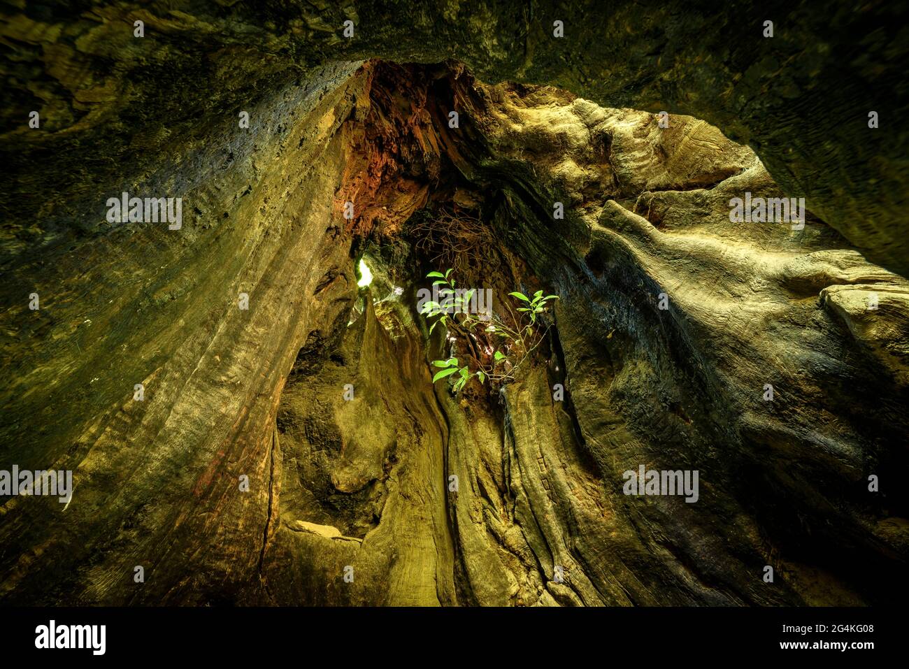 El monumental castaño de Castanyer d'en Cuch, en verano. Es el castaño