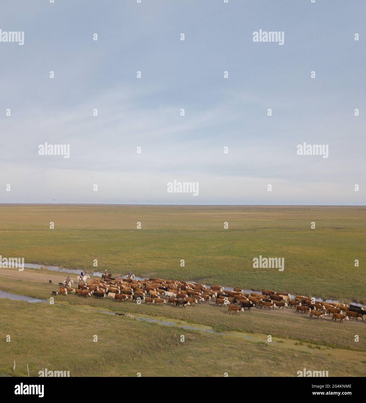 Vista aérea del ganado de gauchos y perros Foto de stock