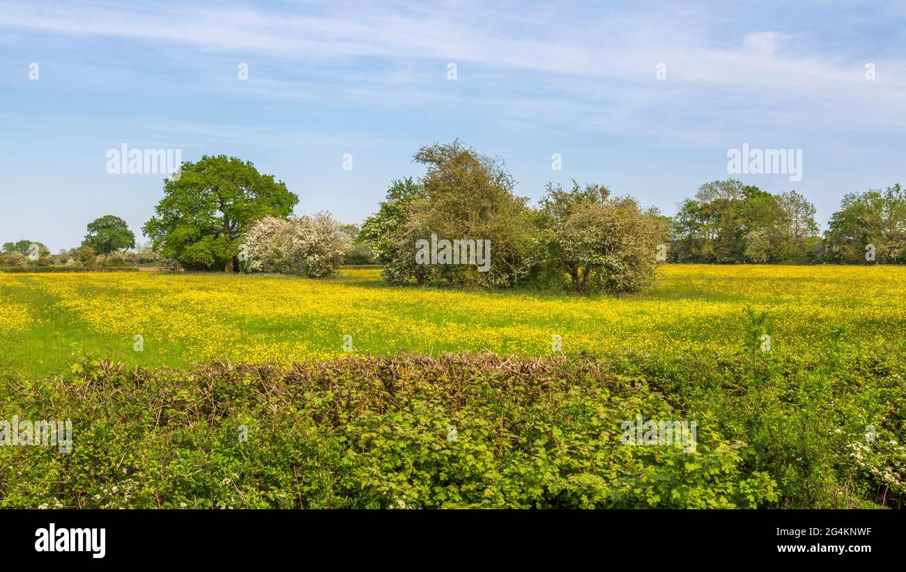Campos de amarillo en el pueblo de Himbleton, en Worcestershire, cerca de Droitwich. Foto de stock