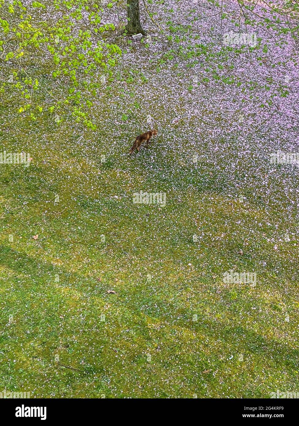Zorro rojo parado en un hermoso jardín en la ciudad durante la primavera, Bruselas Foto de stock