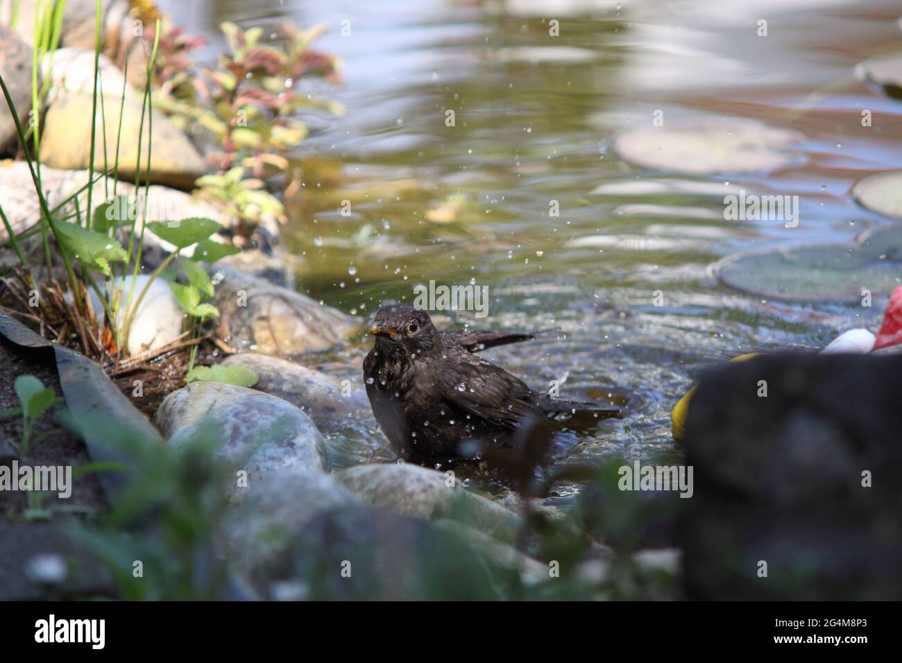Ave negra juvenil después de bañarse en estanque de jardín con gotas de agua, Turdus merula, Alemania Foto de stock