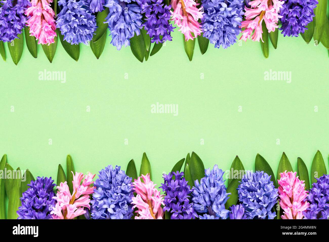Las flores de jacinto se enmarcan sobre un fondo verde. Vista superior, espacio de copia. Día de la Madre, Cumpleaños, Día Internacional de la Mujer, Concepto del Día de San Valentín. Foto de stock