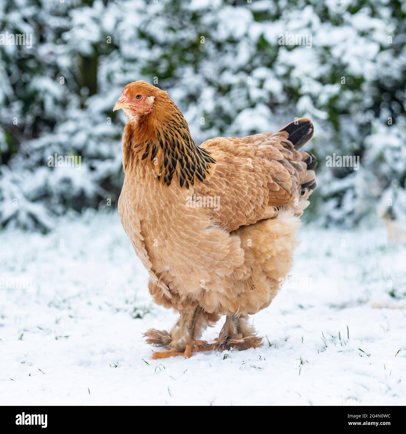 Buff brahma gallina en la nieve Fotografía de stock - Alamy