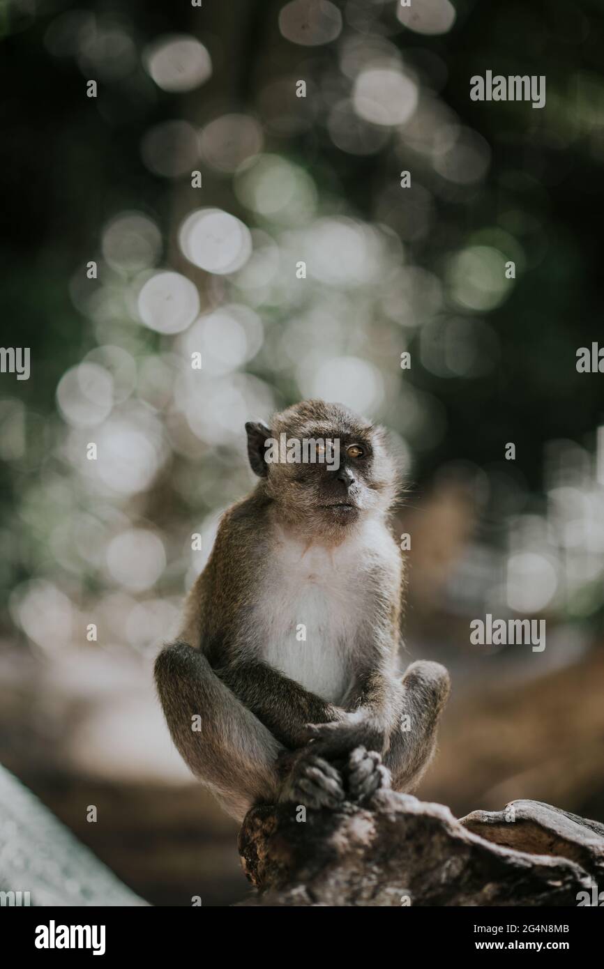Mono pequeño con piel gris y pecho blanco sentado en una superficie pedregosa en el bosque sobre fondo borroso en Tailandia Foto de stock