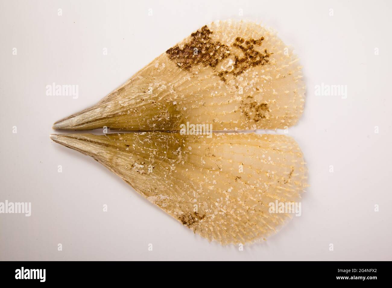 Pinna nobilis, un marisco en peligro de extinción con su interesante apariencia, frágil concha marina Foto de stock