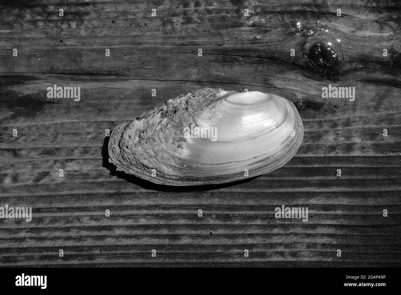Escala de grises de un molusco sin dientes Foto de stock