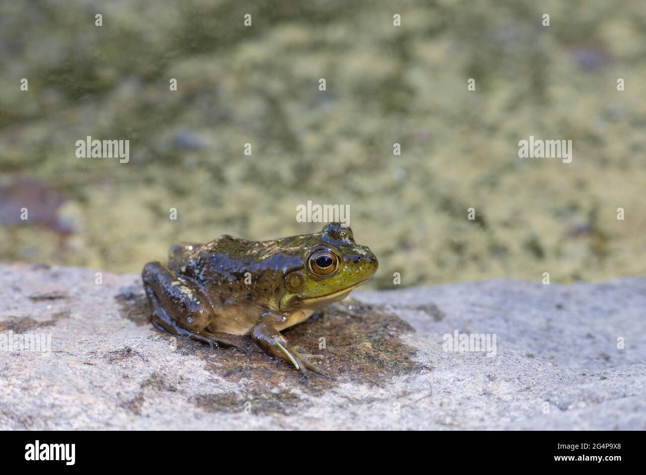Una rana toro juvenil americana (Lithobates catesbeianus) descansa sobre una roca al lado de un estanque. El anfibio está húmedo, habiendo emergido del agua en algo Foto de stock